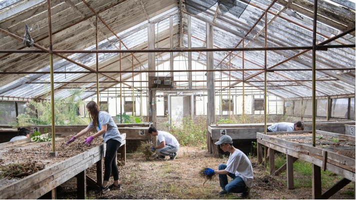 UCLA volunteers working in the 80 by 40 foot greenhouse in need of repair in the Veteran’s Garden