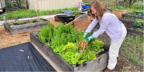 Jennifer Allen, GLAVAHS Whole Health Manager and Nurse Practitioner, harvests carrots from one of the garden’s 40 raised beds
