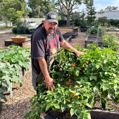 A Veteran gardener cares for a pepper plant in the garden, photo credit @LosAngelesVA Twitter